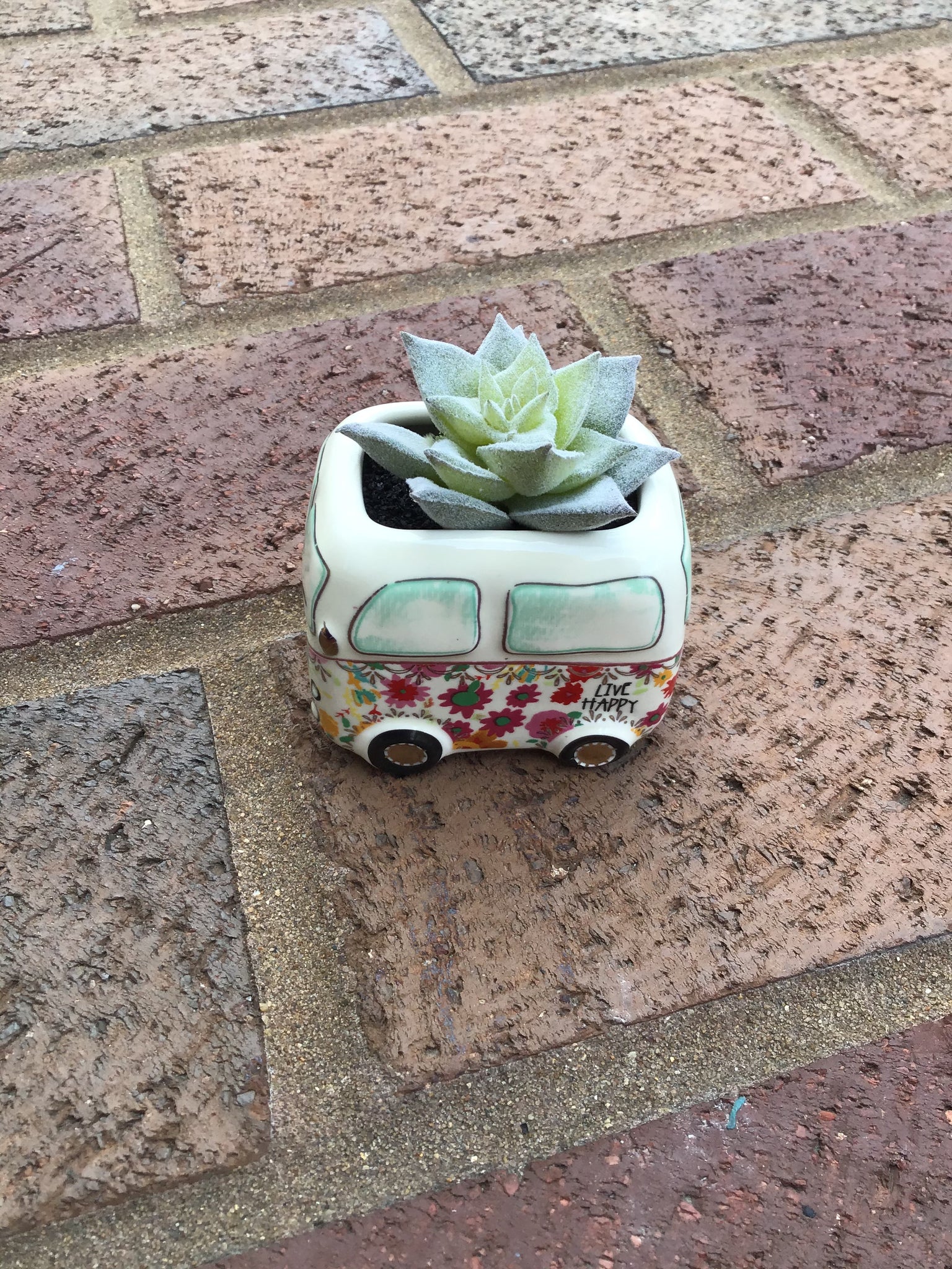 Happy Van Succulent